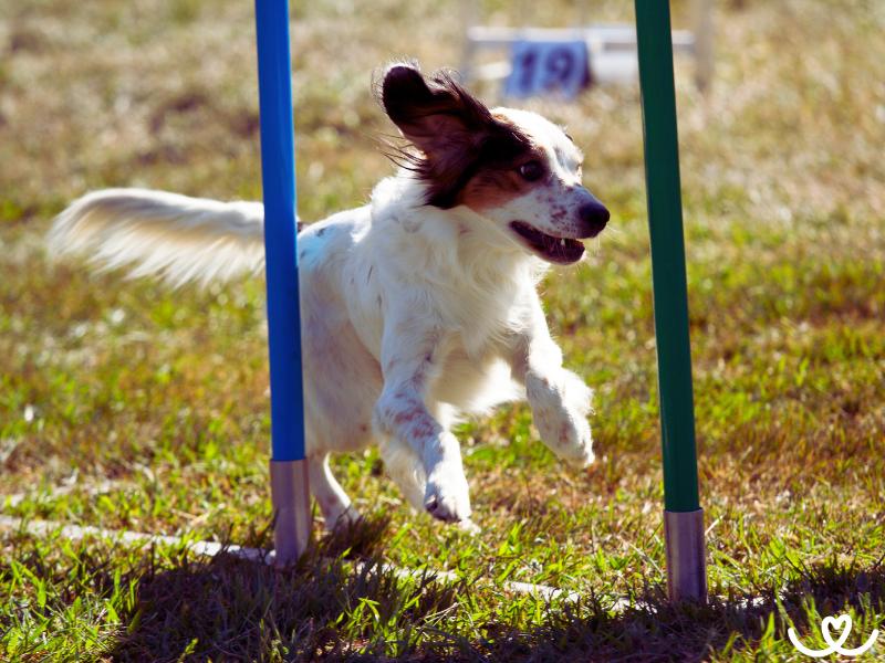 Coursing-zkousky-a-trenink (5)